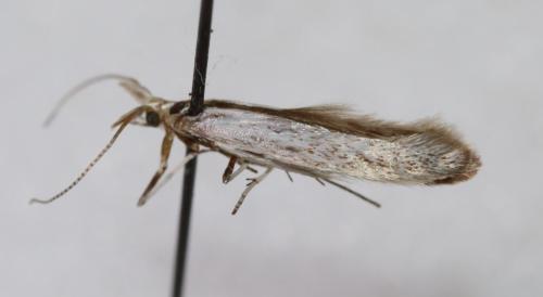 Réf. 249 055 : Coleophora anatipennella